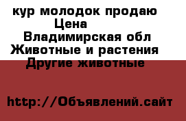 кур молодок продаю › Цена ­ 300 - Владимирская обл. Животные и растения » Другие животные   